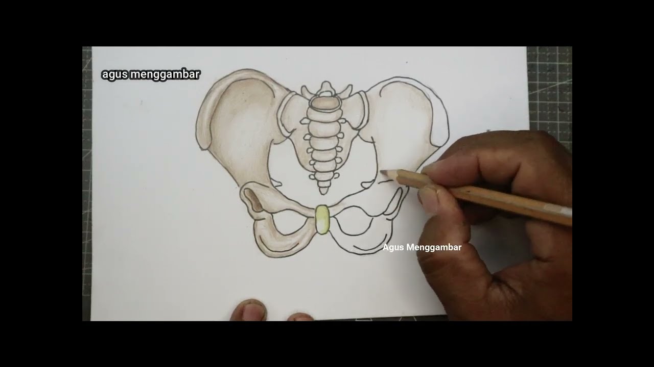 panggul wanita ll cara menggambar tulang panggul wanita