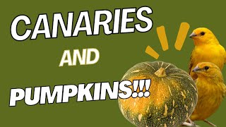 15 PUMPKINS on the VINES...and counting!!!