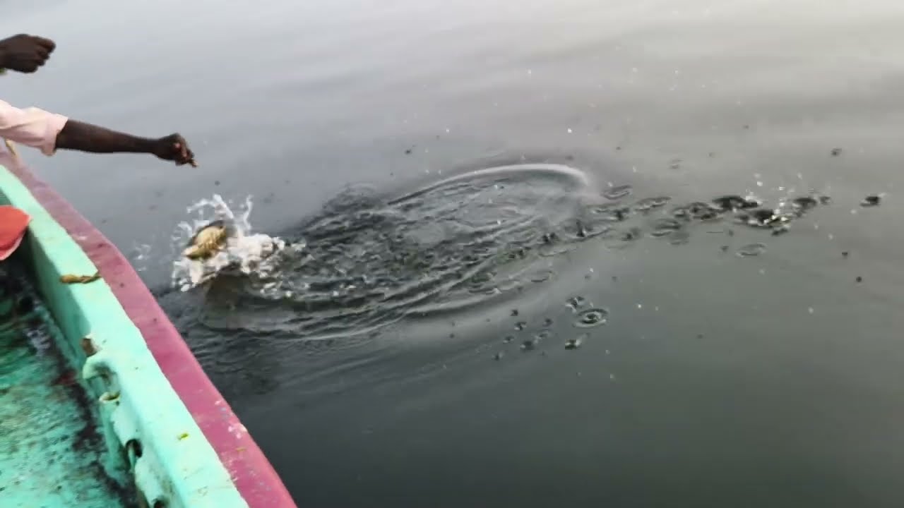 കായലിൽ പോയാൽ കരിമീനും കിട്ടും അറിഞ്ഞിലും കിട്ടും