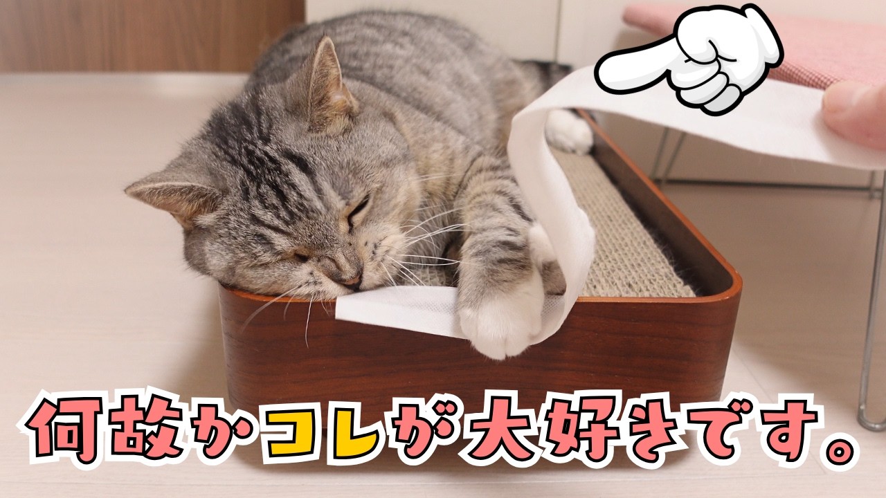 cute cats playing with their favorite piece of non woven fabric
