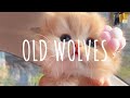 Old wolves remix cute  dtguh palepii vietsub  lyric