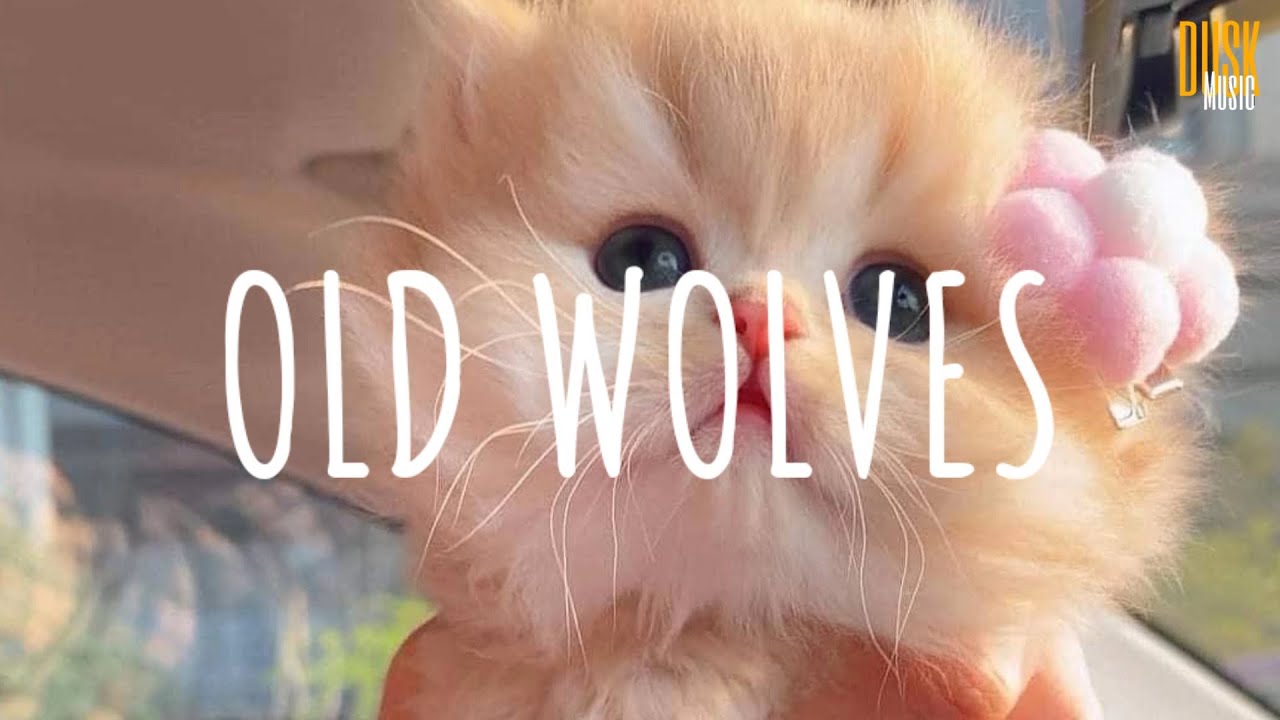 Old Wolves (remix cute) - Dtguh Palepii (Vietsub + Lyric)