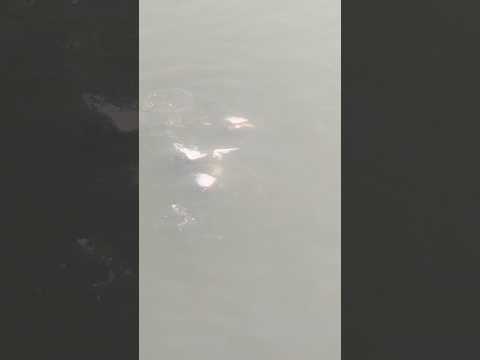 #fishing #shortsfeed, bred fish food, #fish , bred Fish food shorts video,#vkschhotu #animals #pets