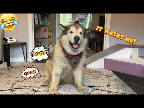 Dogs Scared Of Their Own Farts! Funny Reactions!