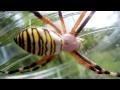 ナガコガネグモ くも 蜘蛛 SPIDER No1 昆虫図鑑