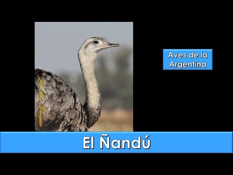 EL ÑANDÚ, EL AVE MÁS GRANDE DE AMÉRICA. Ñandú, Greater rhea, (Rhea americana), Aves de la Argentina