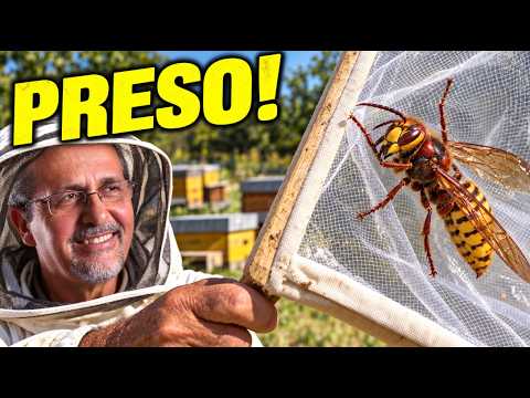 Video Calabroni: il retino BATTE le Trappole!