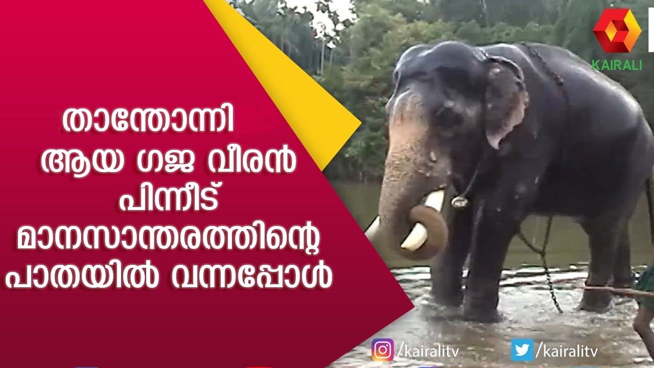 ആന വളർത്തലിന്റെ പിന്നണി രഹസ്യങ്ങളും ഇന്നത്തെ അവസ്ഥയും| Nakerimana Ayyappan | E4 Elephant |Kairali TV