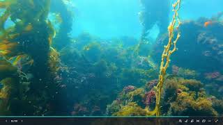 Invertebrate Investigations - Octopus 101