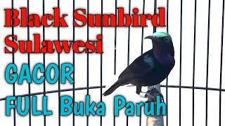 Kolibri Black Sunbird GACOR Full buka Paruh Mencari lawan. Ampuh untuk pancingan Kolibri Bahan