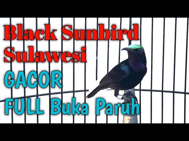 Kolibri Black Sunbird GACOR Full buka Paruh Mencari lawan. Ampuh untuk pancingan Kolibri Bahan class=