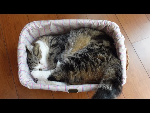 新しいカゴがとても気に入ったねこ。-Maru really likes the new basket.-