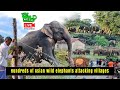 A massive elephant herd invasion to a village