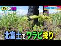 【おかず0円生活】2026北富士でワラビ採り