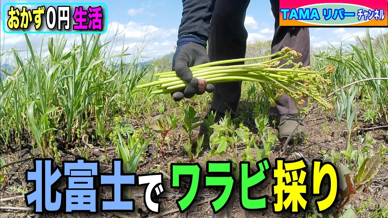 【おかず0円生活】2026北富士でワラビ採り