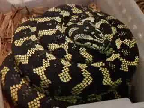 Maternal Incubation- Jungle Carpet Python