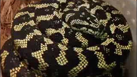 Maternal Incubation- Jungle Carpet Python
