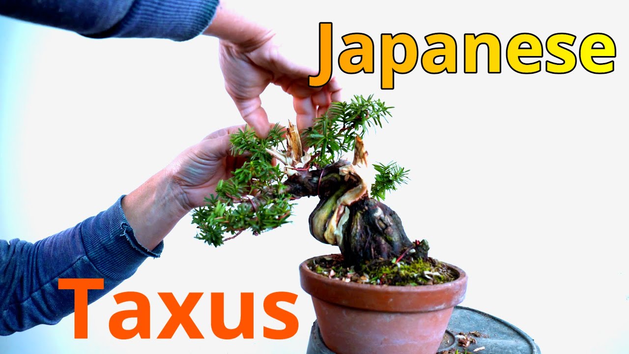 Japanese taxus first step bonsai #bonsaitechniques #bonsai