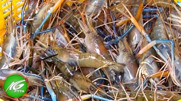 An Minh - Nông dân phấn khởi vì trúng tôm càng xanh | THKG