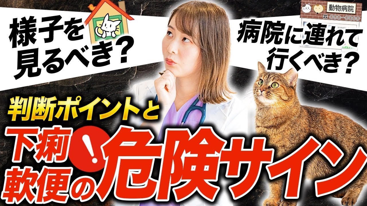 猫の下痢・軟便の原因はキャットフード？！獣医師が徹底解説！