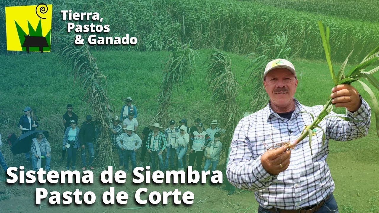 Germinación Pastos de Corte, Cómo se siembran? - YouTube