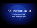 The reward circuit how the brain responds to natural rewards and drugs