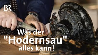 Baumpilz  Zunderschwamm für alle Fälle: Der Hodernsau hat´s in sich! | Zwischen Spessart& Karwendel