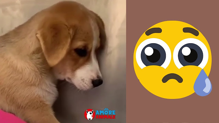 Sad and unhappy dog in the shelter, he finds happiness thanks to a cat