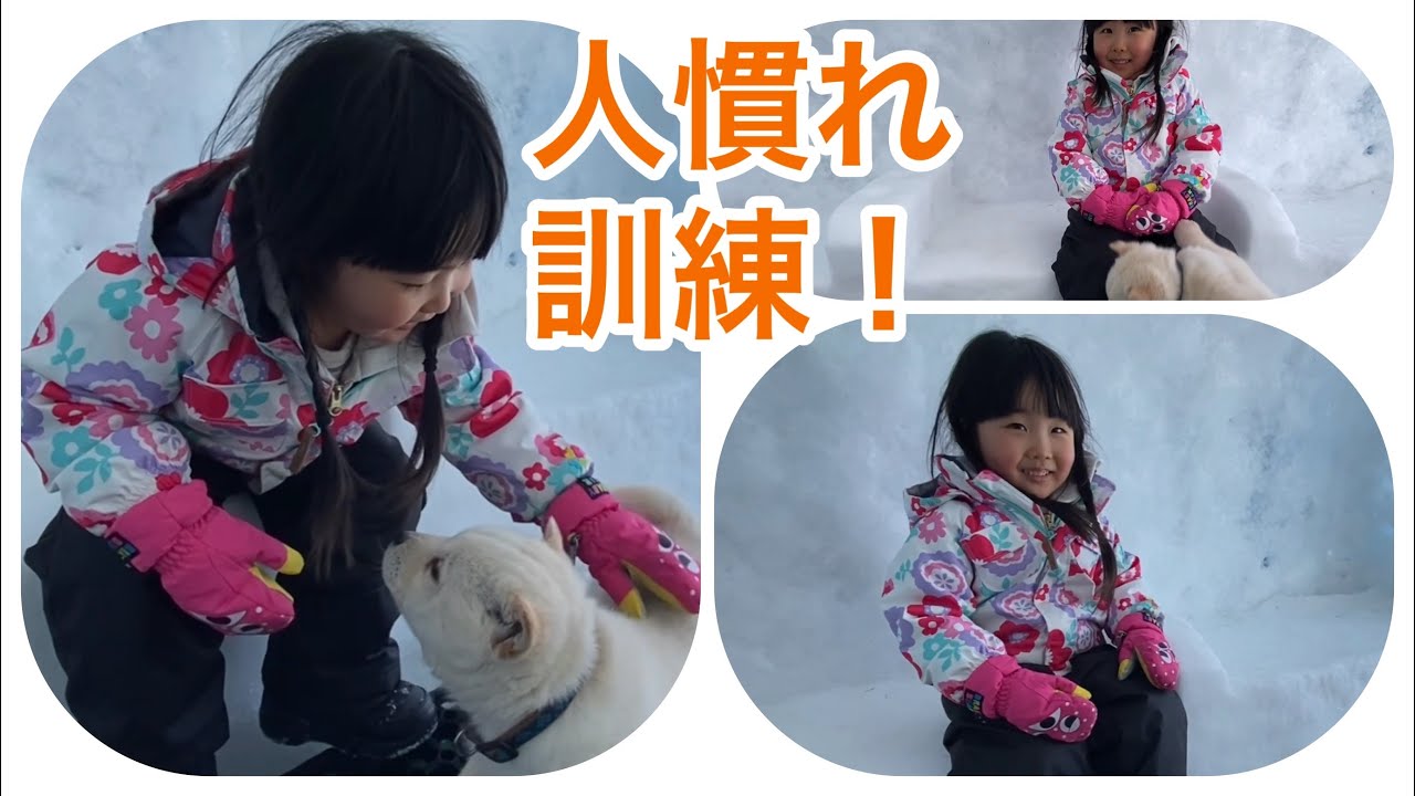 発表 もん太 くんの人慣れ訓練 北海道犬のネムの子 可愛い女の子と一緒 21 1 25 Youtube 発表 もん太 くんの人慣れ訓練 北海道犬のネムの子 可愛い女の子と一緒 21 1 25 Youtube