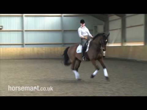 How to ride simple changes in dressage with Danile...