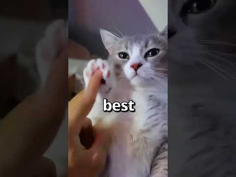 ვიდეო: დაამშვიდებს თუ არა კატას ხელების ამოღება?