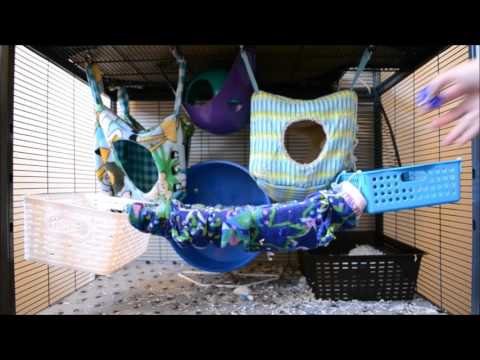Rat Cage Deep Cleaning | Tutorial