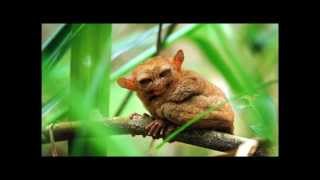 It's More Fun in the Philippines | Eyeball TVC | DOT Philippines