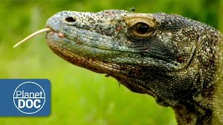 Komodo Dragon Wild Animals - Planet Doc Full Documentaries