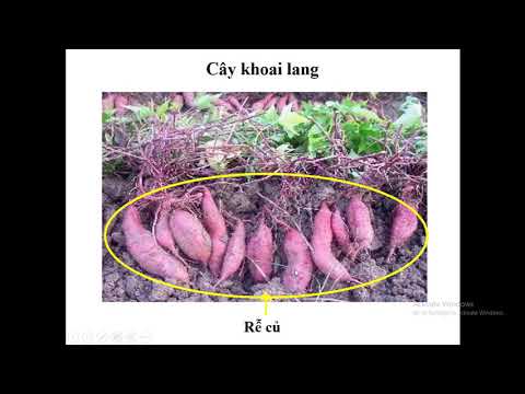 TNXH 3: Rễ cây (bài 43 - 44)