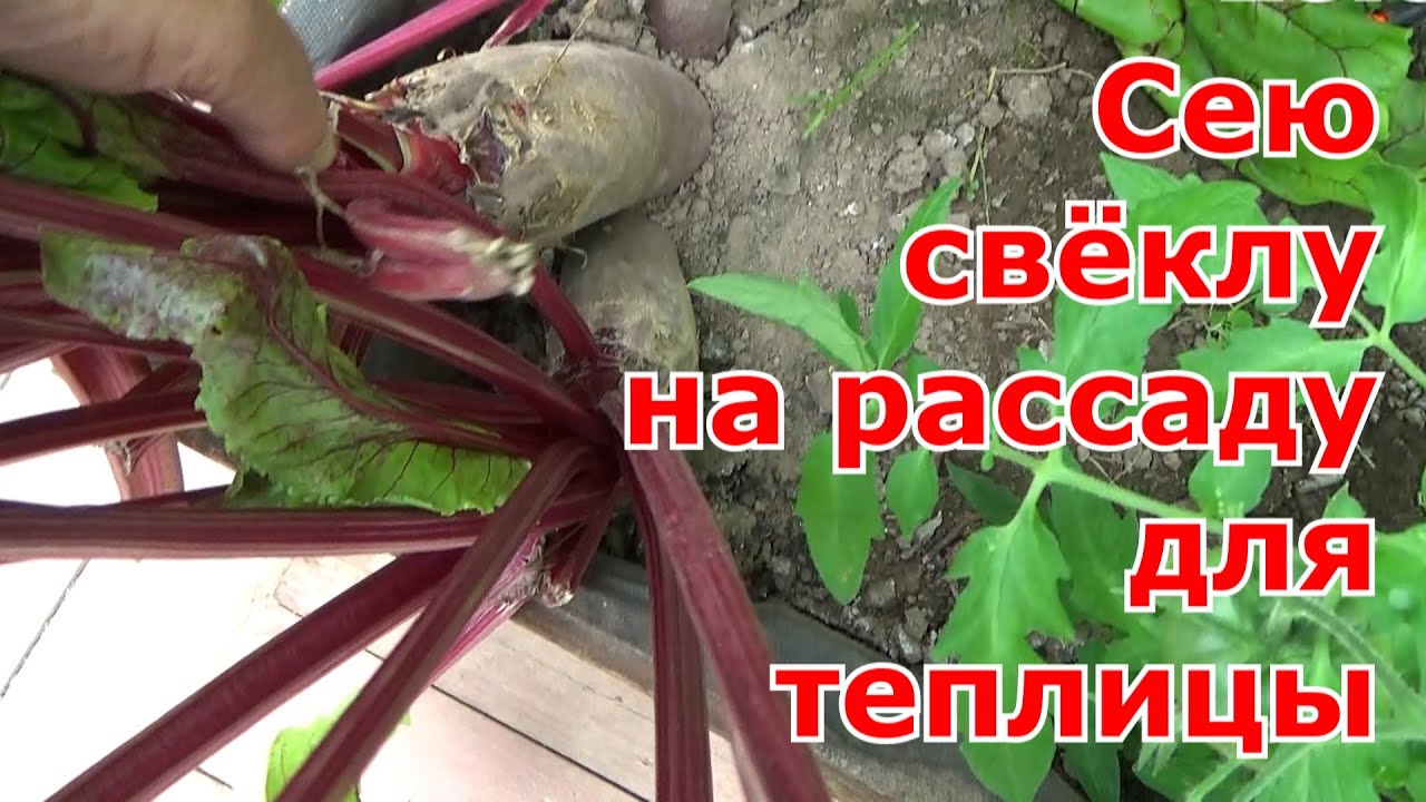 Посев свеклы на рассаду для получения раннего урожая в теплице для уплотнения основных посадок.