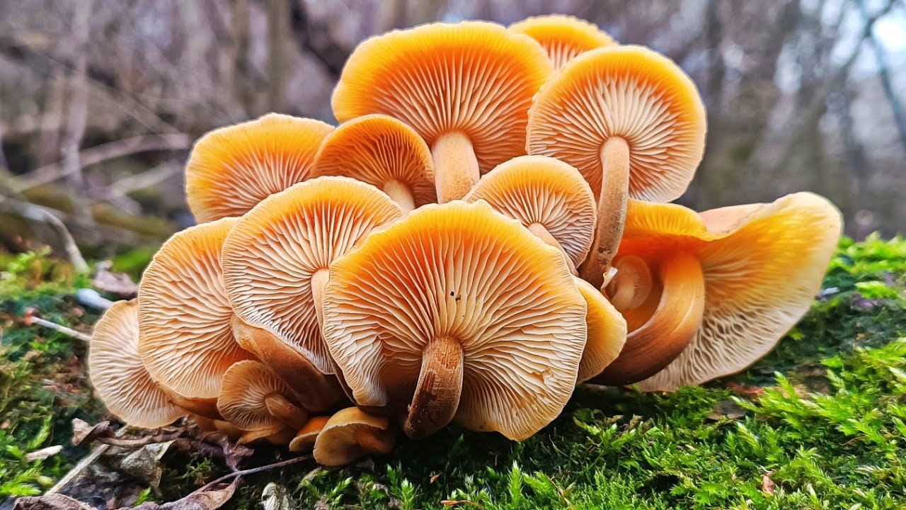 ФАЙНИЙ ДЕНЬ ГРИБНИКА! Гриби у КОШИКУ і на СКОВОРІДЦІ! Готую картоплю з ФламулінА🍄‍🟫🎄