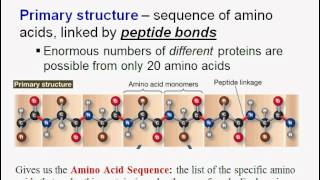 Macromolecules Part Two: Proteins