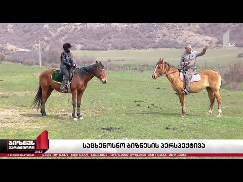 საცხენოსნო ბიზნესის პერსპექტივა საქართველოში