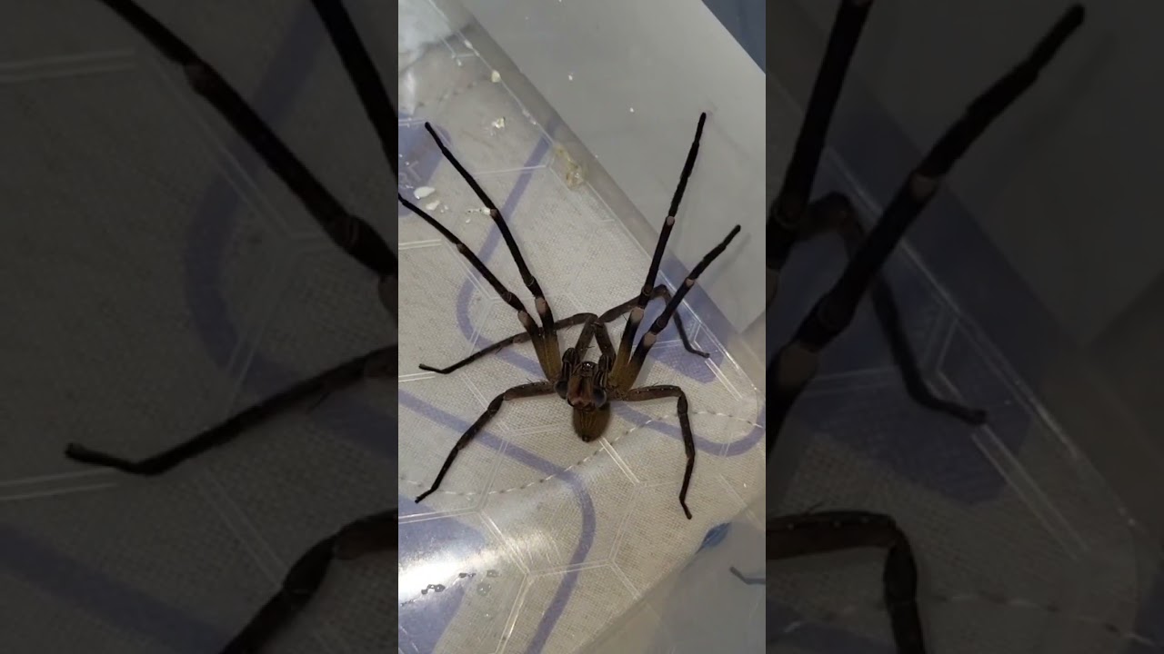 Brazilian Wandering Spider (Phoneutria keyserlingi)