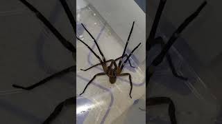 Brazilian Wandering Spider Phoneutria Keyserlingi