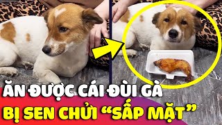 Ăn được cái đùi gà mà chú chó 'SANG CHẤN TÂM LÝ' khi phải nghe liên khúc chửi của con Sen 😅 Gâu Đần