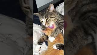 Kittens try to nurse on Dagger