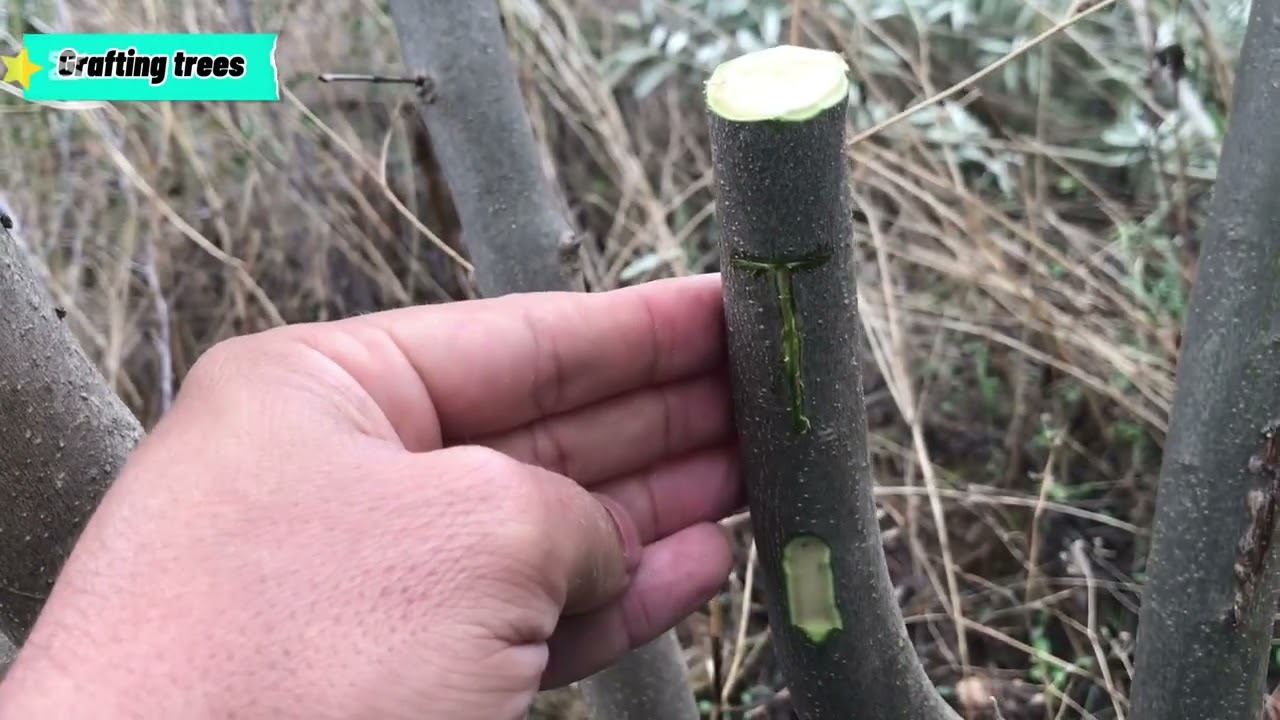 تطعيم شجرة الزيتون بالعين في الشتاء /Greffe d'oliviers