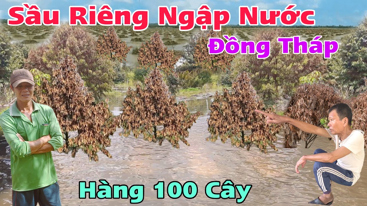 Đồng Tháp Nước Ngập Sâu Hàng 100 Cây Sầu Riêng Bị Hư 
