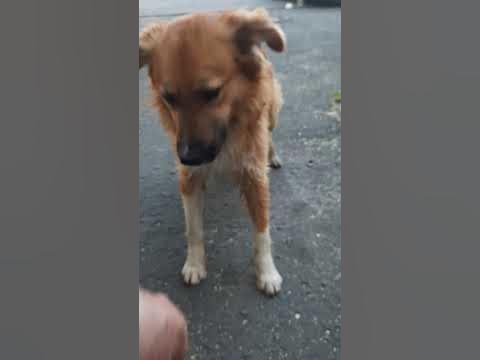 Колбаска🐕 вкусная, но собака "(испугака)"🌚 - YouTube