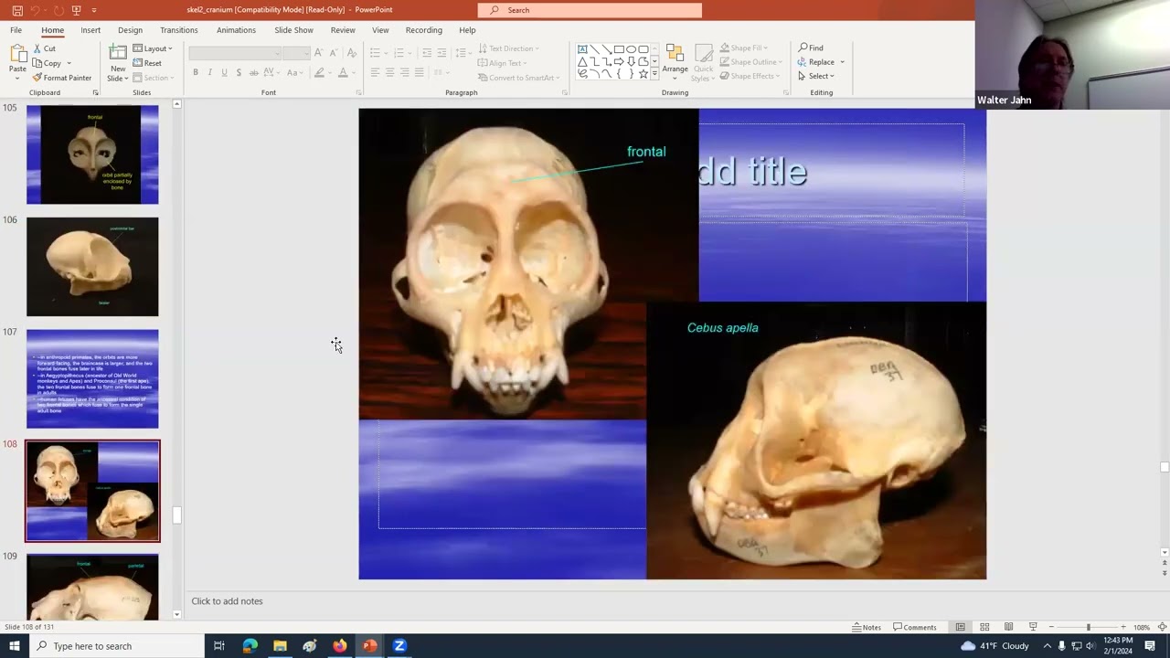 VERTEBRATE SKULL ANATOMY & EVOLUTION part 2