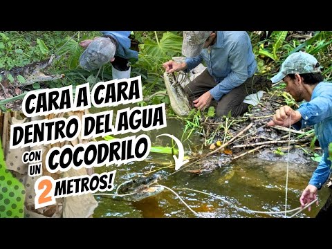 More and more crocodiles | For the first time I'm in their environment | ditches equal crocodiles.