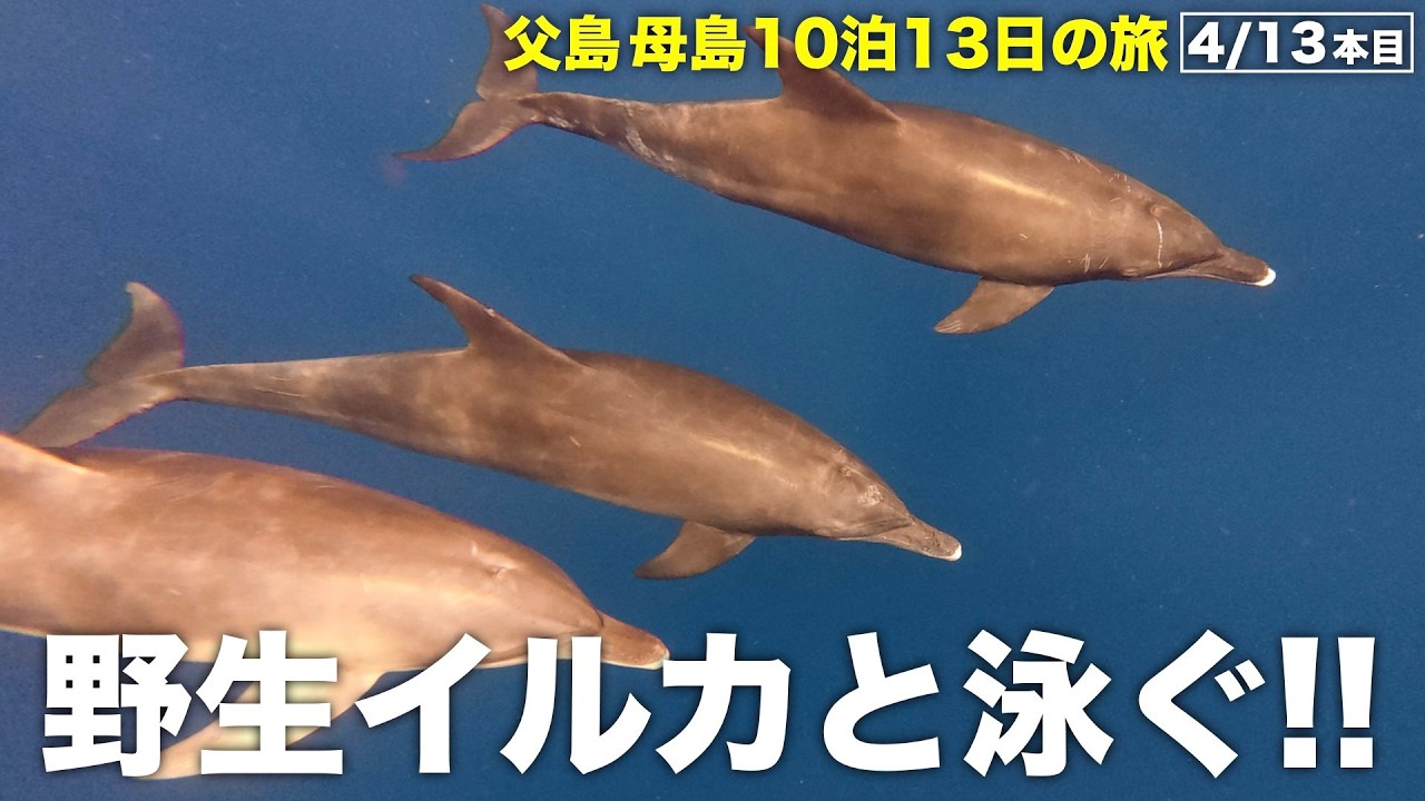【父島3日目】野生のイルカと泳いだ日 ─ 絶景の南島上陸も【4/13】