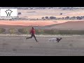 CARRERONES DE GALGOS EN PETROLA 2017 GALGOS Y COTOS